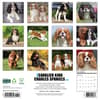 image Just Cavalier King Charles 2026 Wall Calendar First Alternate Image