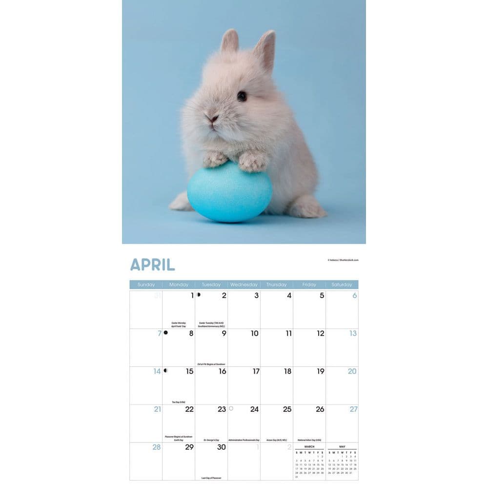 Rabbits 2024 Wall Calendar - Calendars.com