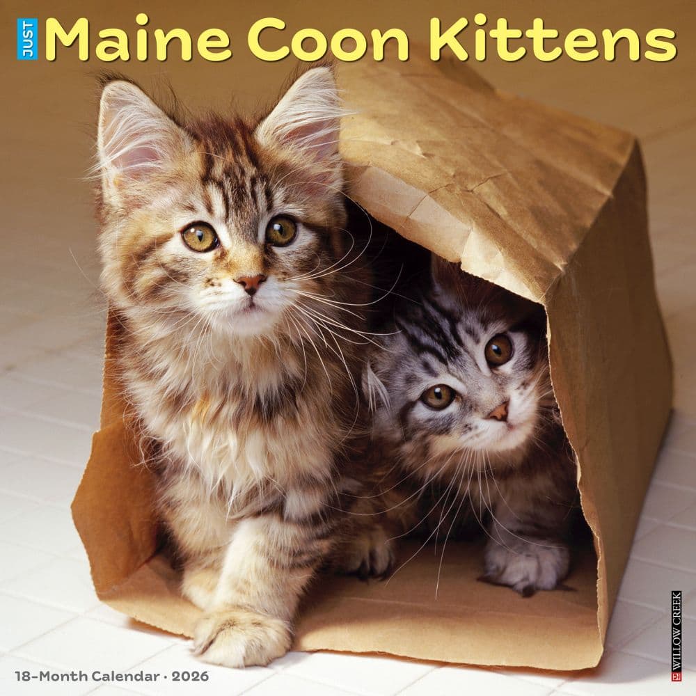 Maine Coon Kittens 2026 Wall Calendar Main Image