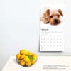 image Yorkshire Terriers 2024 Wall Calendar Third Alternate Image width=&quot;1000&quot; height=&quot;1000&quot;