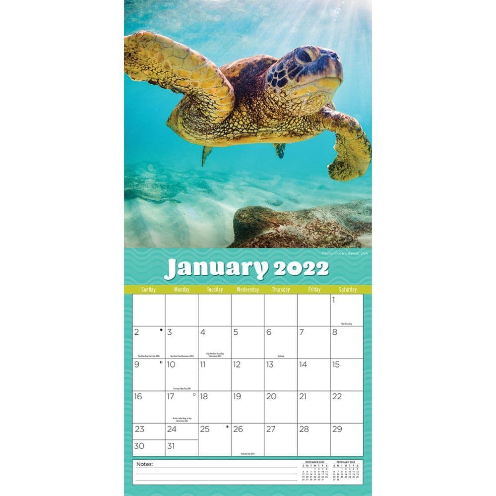 Coral Reef 2022 Wall Calendar - Calendars.com