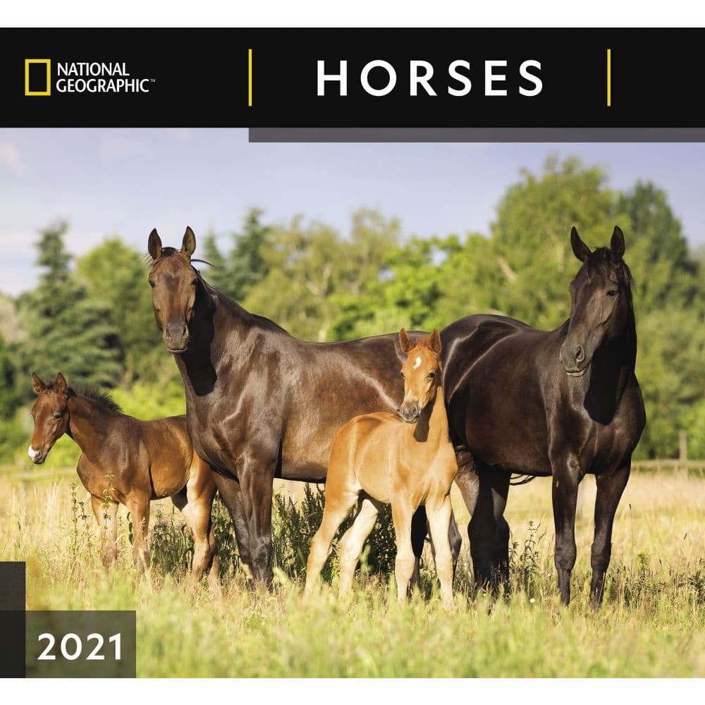 Horses National Geographic Wall Calendar