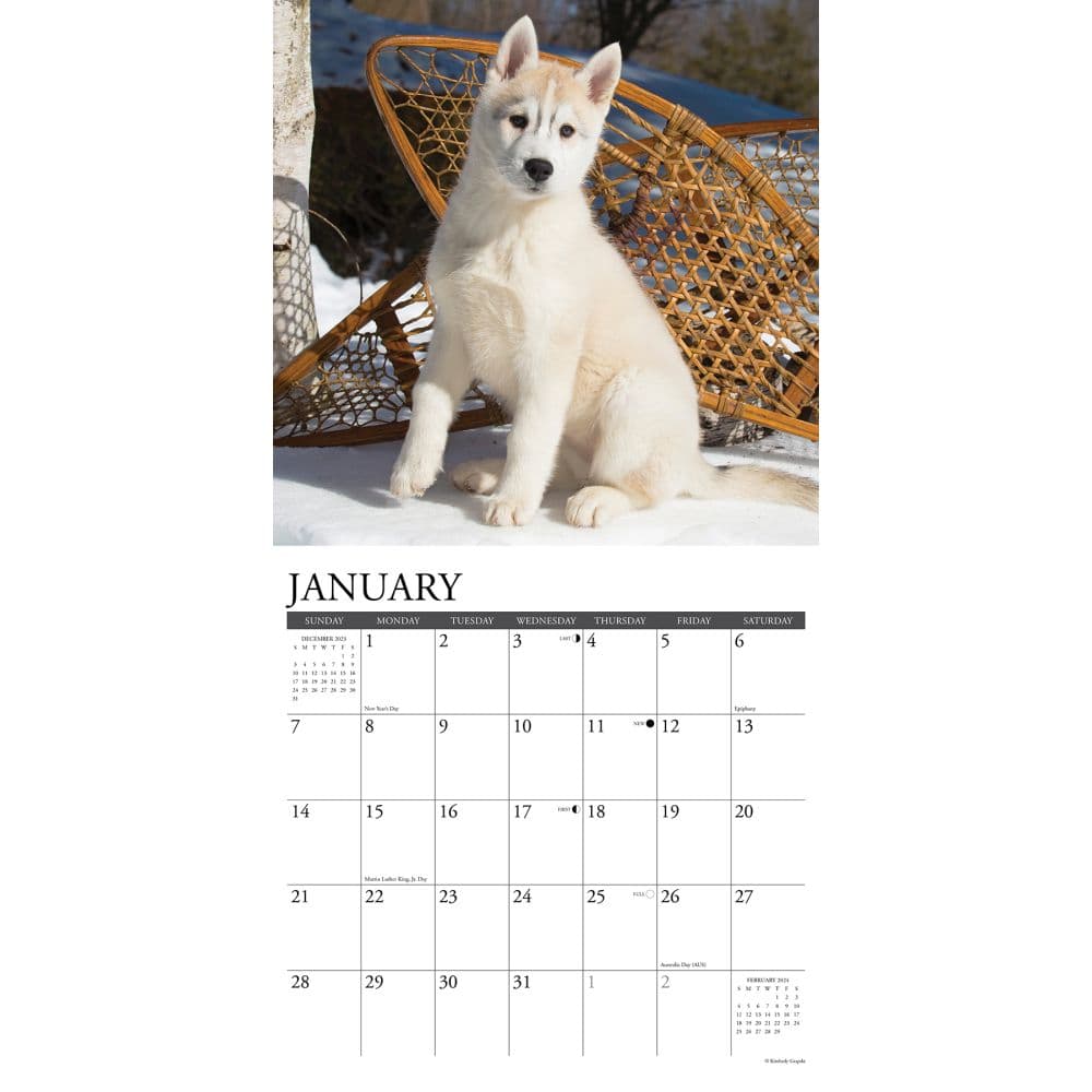 Just Siberian Husky Puppies 2024 Wall Calendar