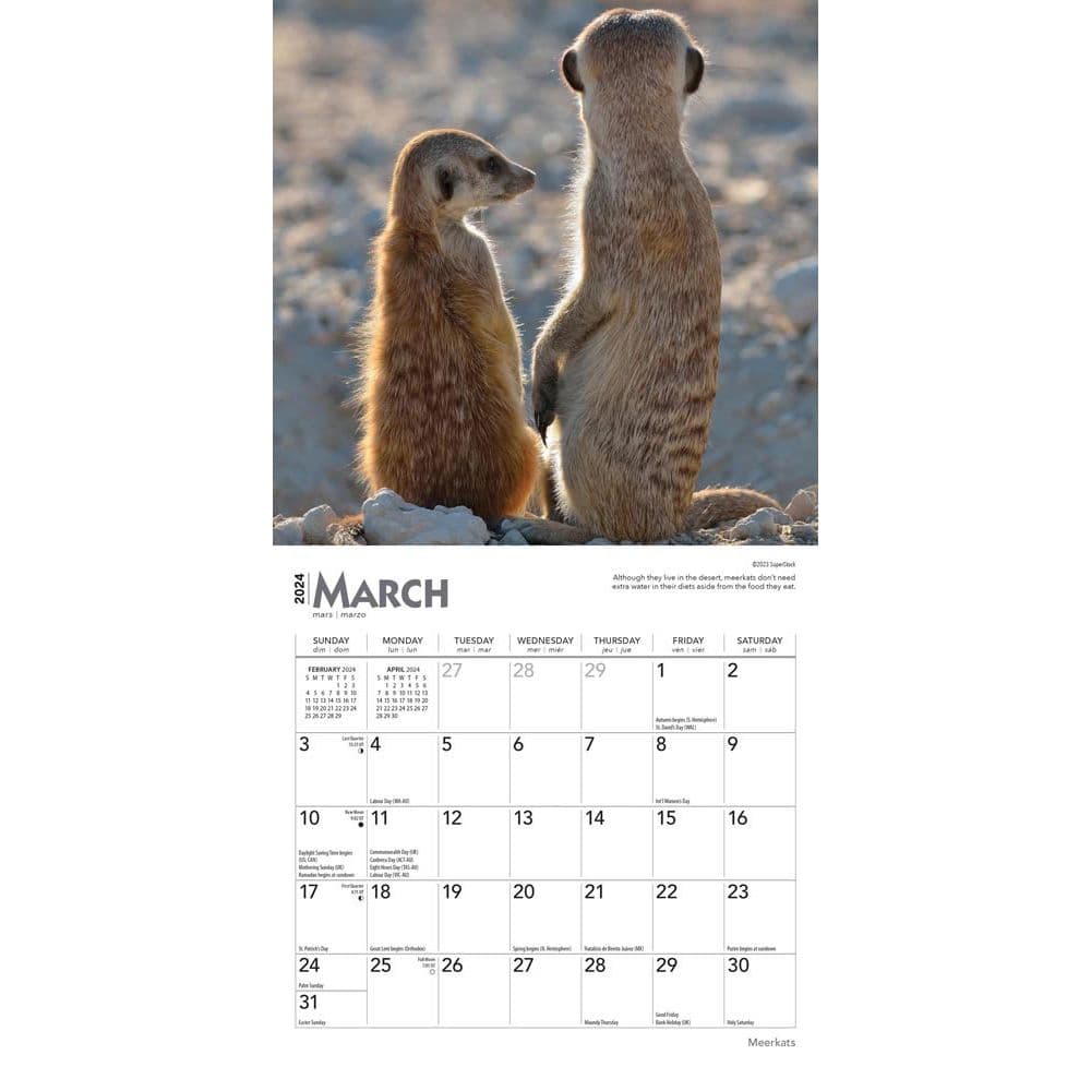 Meerkats 2024 Mini Wall Calendar Second Alternate Image width=&quot;1000&quot; height=&quot;1000&quot;