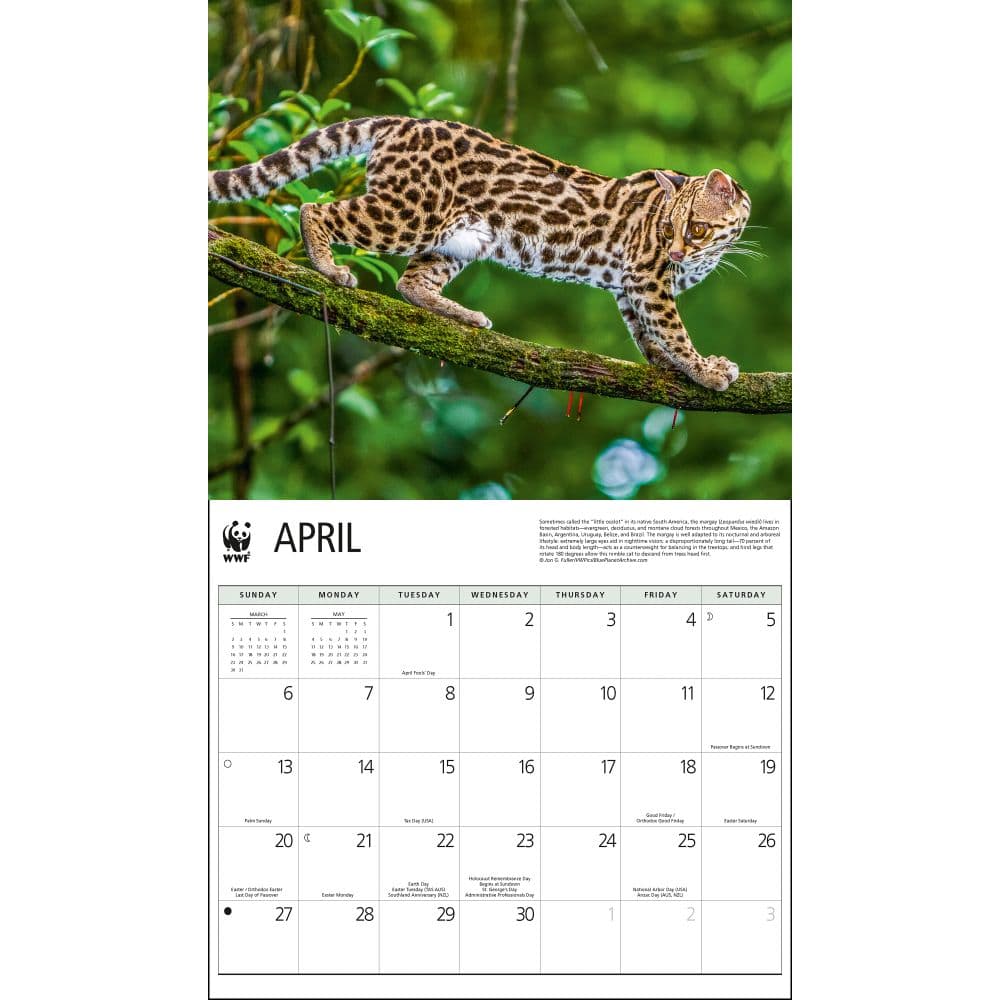 Wild Cats WWF 2025 Wall Calendar Second Alternate Image width="1000" height="1000"