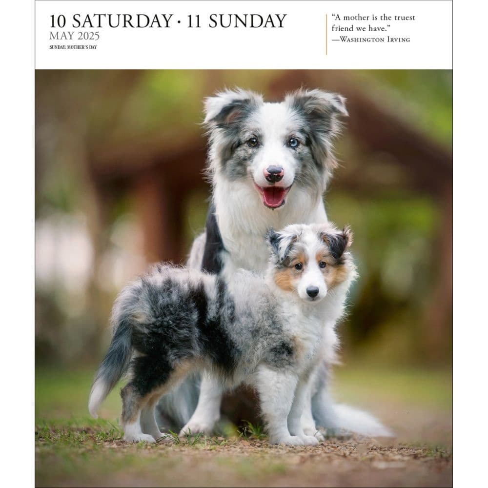 Dog Gallery 2025 Desk Calendar Second Alternate Image width=&quot;1000&quot; height=&quot;1000&quot;