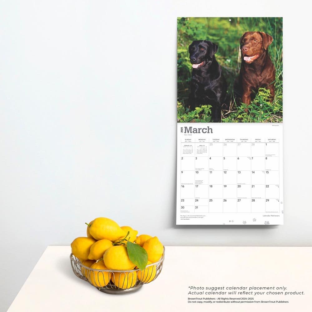 Labrador Retrievers 2025 Wall Calendar Fourth Alternate Image width=&quot;1000&quot; height=&quot;1000&quot;