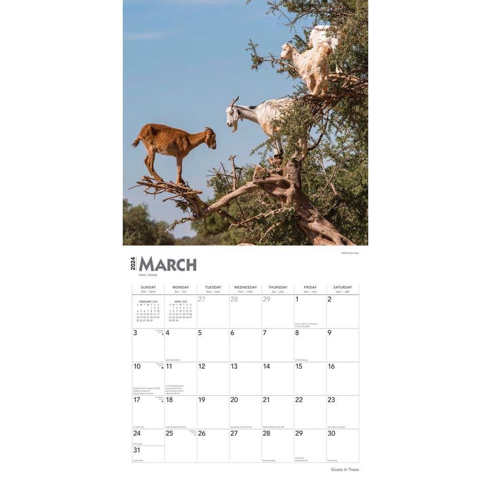 Goats in Trees 2024 Wall Calendar