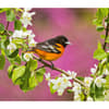 image Birds Backyard WWF 2025 Wall Calendar Third Alternate Image width=&quot;1000&quot; height=&quot;1000&quot;