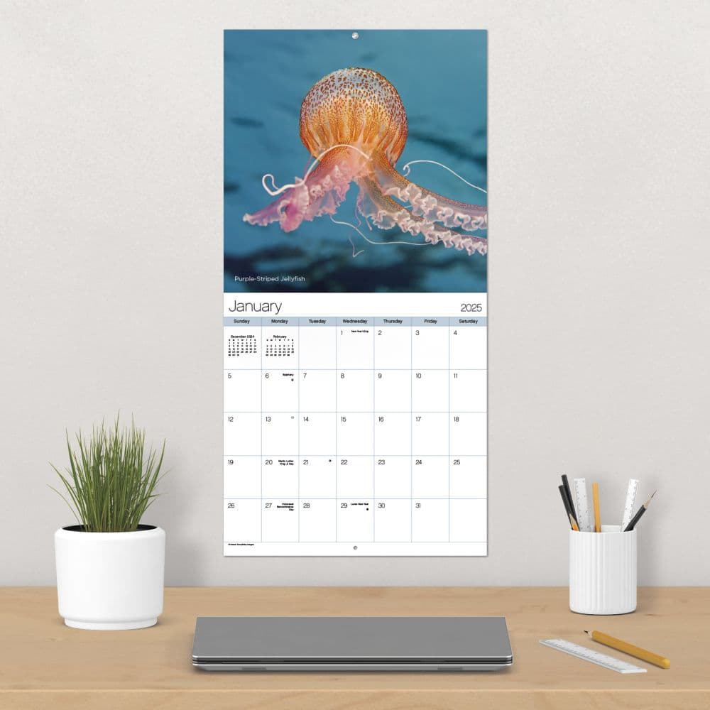 Ocean Life 2025 Wall Calendar Fourth Alternate Image width=&quot;1000&quot; height=&quot;1000&quot;