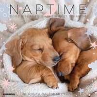 image Naptime Dogs Special Value 2026 Wall Calendar   Main Image