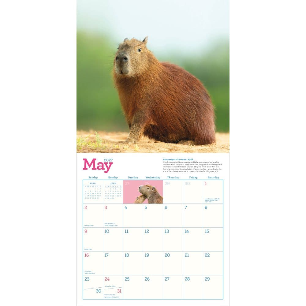 Capybara 2027 Wall Calendar Third Alternate Image