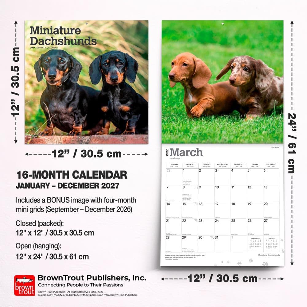 Miniature Dachshunds 2027 Wall Calendar Sixth Alternate Image