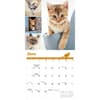 image Cat Lovers 2026 Wall Calendar Third Alternate Image