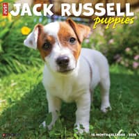 image Jack Russell Puppies 2026 Wall Calendar Main Image