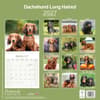 image Longhaired Dachshund 2027 Wall Calendar