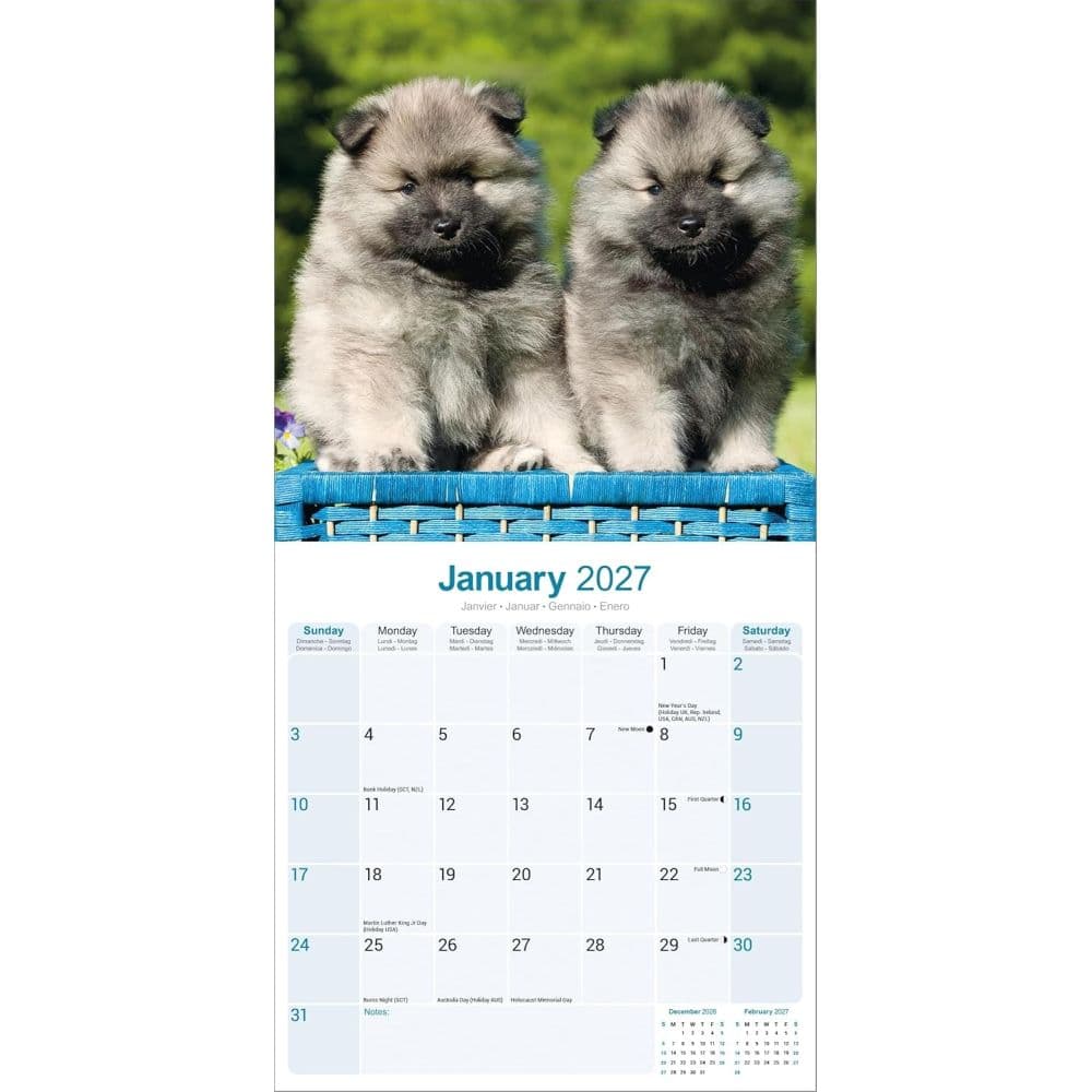 Keeshond 2027 Wall Calendar Second Alternate Image