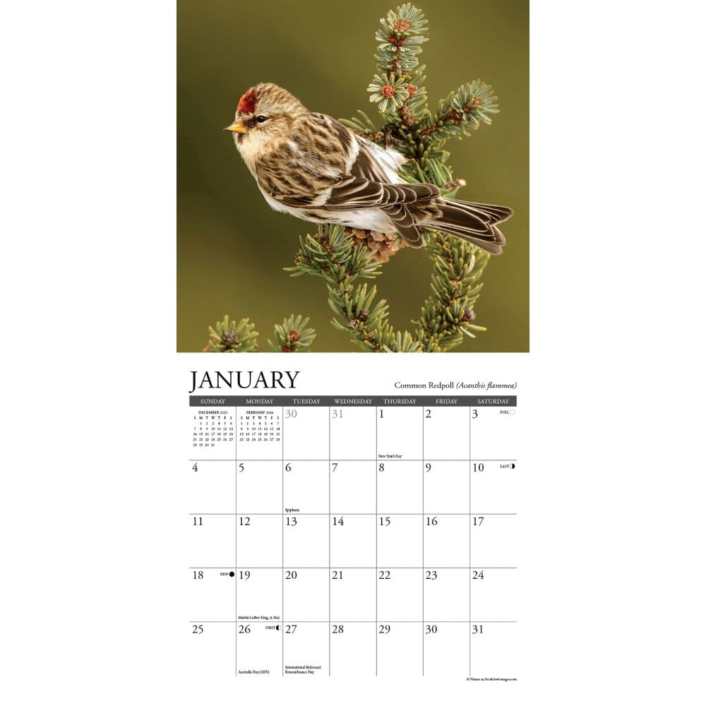 Backyard Birds 2026 Mini Wall Calendar Second Alternate Image