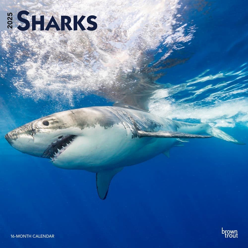 image Sharks 2025 Wall Calendar  Main Image