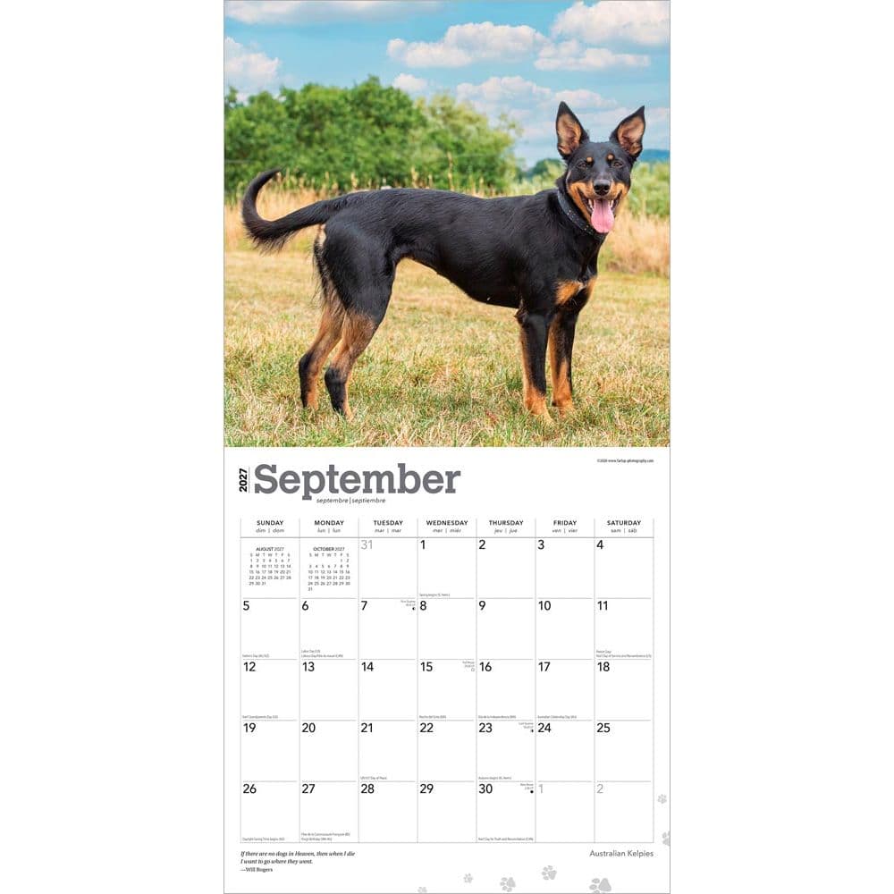 Australian Kelpies 2027 Wall Calendar Third Alternate Image