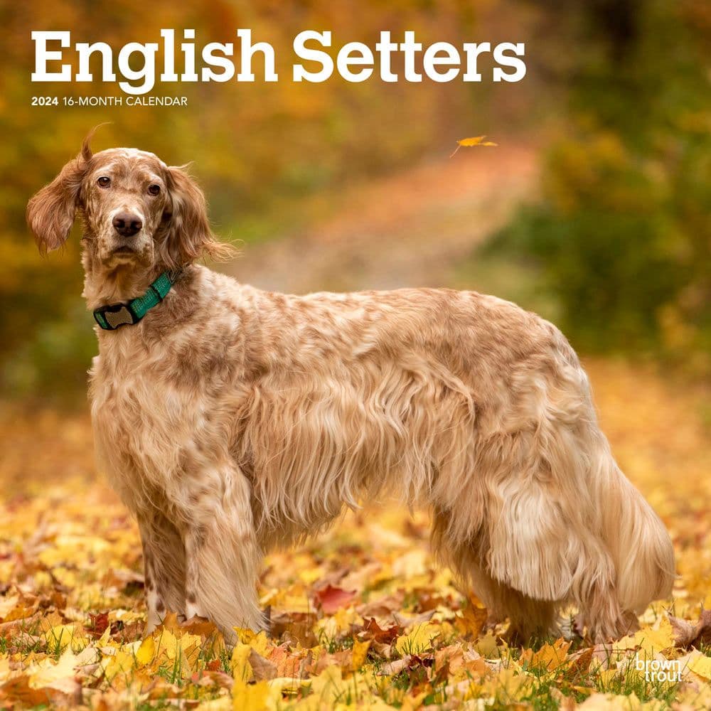 English Setters 2024 Wall Calendar Main Product Image width=&quot;1000&quot; height=&quot;1000&quot;