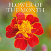 image Flower of the Month 2025 Wall Calendar Main Product Image width=&quot;1000&quot; height=&quot;1000&quot;