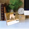 image Just Pugs 2025 Desk Calendar on a desk