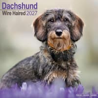 image Wirehaired Dachshund 2027 Wall Calendar