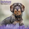 image Wirehaired Dachshund 2027 Wall Calendar