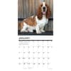 image Just Basset Hounds 2026 Wall Calendar Second Alternate Image
