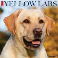 image Just Yellow Labs 2026 Wall Calendar  Main Image