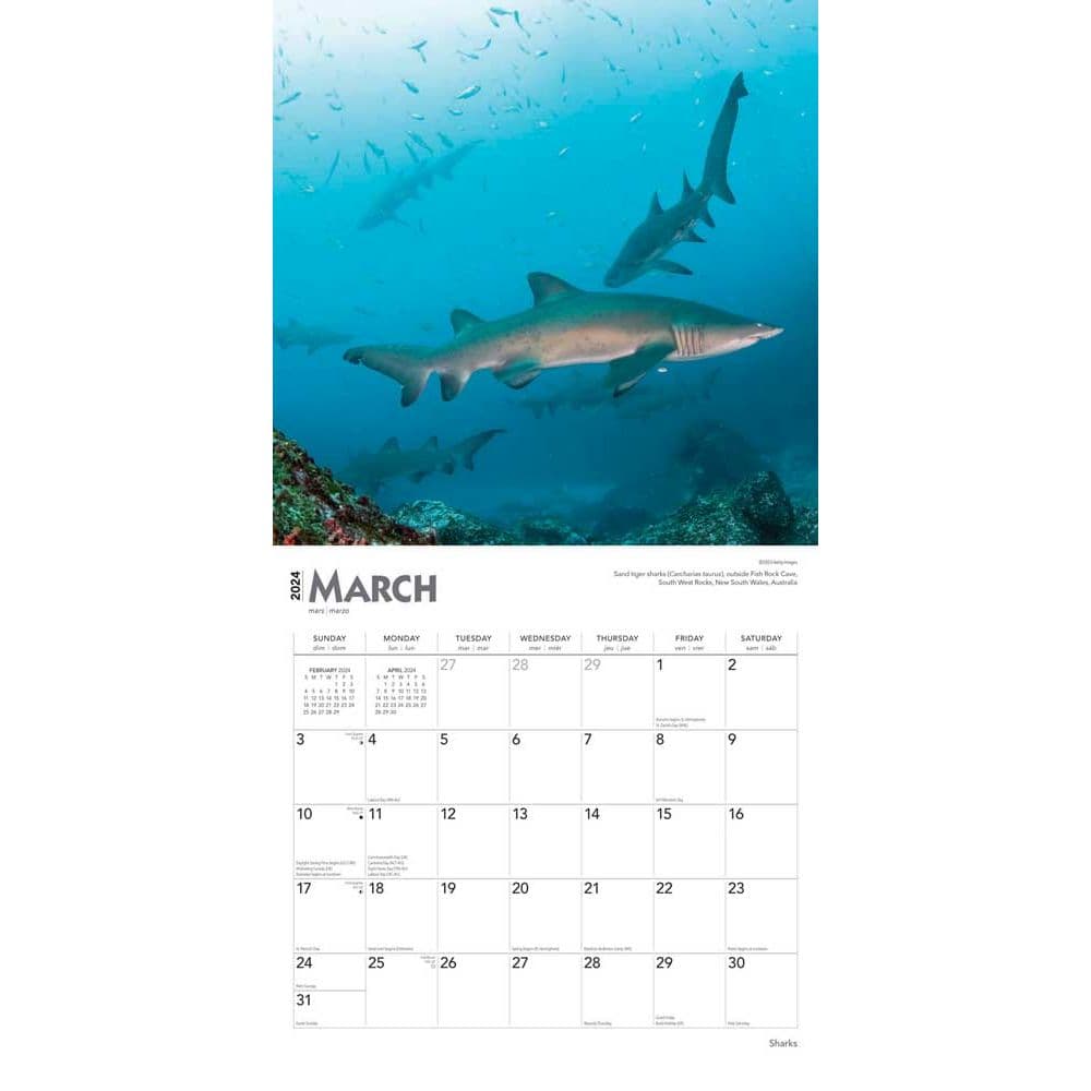 Sharks 2024 Wall Calendar