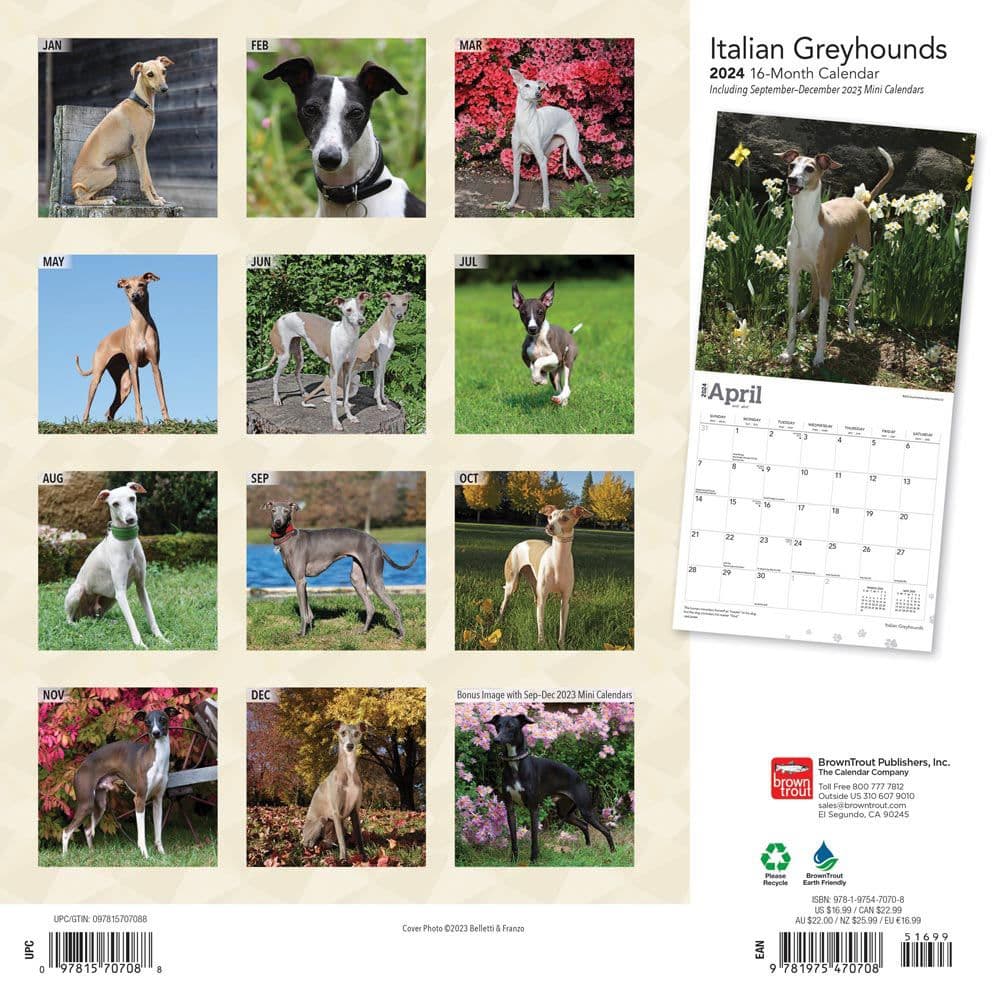 Italian Greyhounds 2024 Wall Calendar