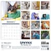 image Sphynx the Hairless Cat 2027 Wall Calendar First Alternate Image