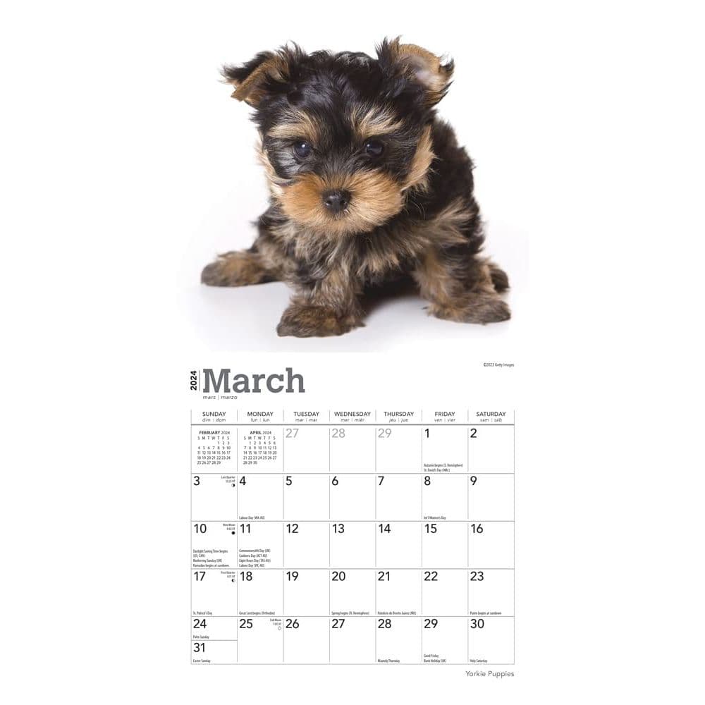 Yorkshire Terrier Puppies 2024 Mini Wall Calendar Second Alternate Image width=&quot;1000&quot; height=&quot;1000&quot;