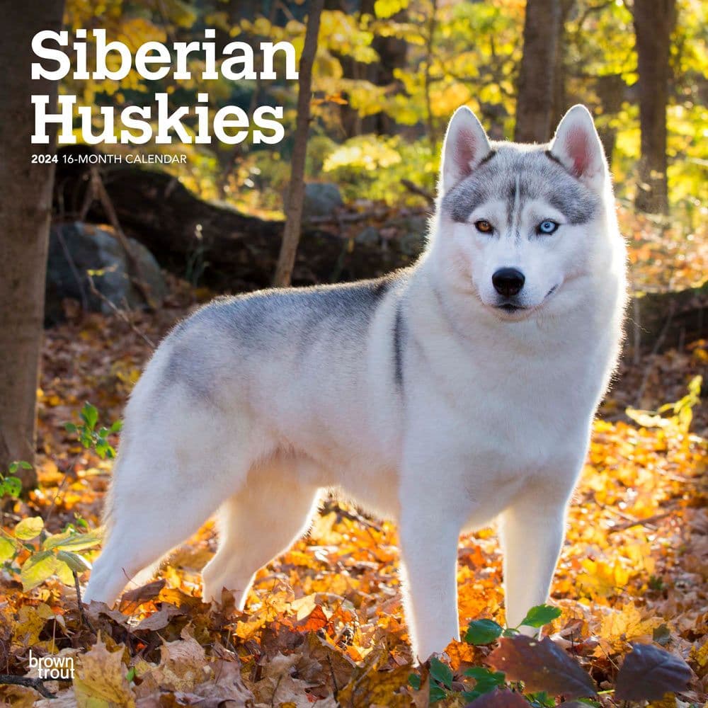 Siberian Huskies 2024 Wall Calendar - Calendars.com