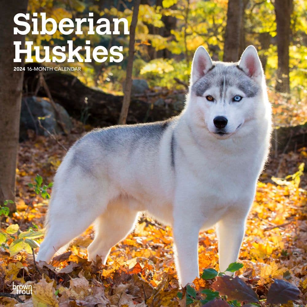 Siberian Huskies 2024 Wall Calendar Calendars Com   485e0226 C55f 4b03 849e F7565ba26a3e