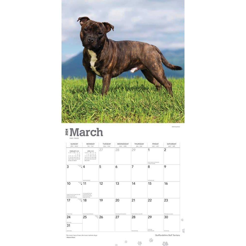 Staffordshire Bull Terriers 2024 Wall Calendar