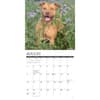image Just American Pit Bulls 2026 Wall Calendar Second Alternate Image