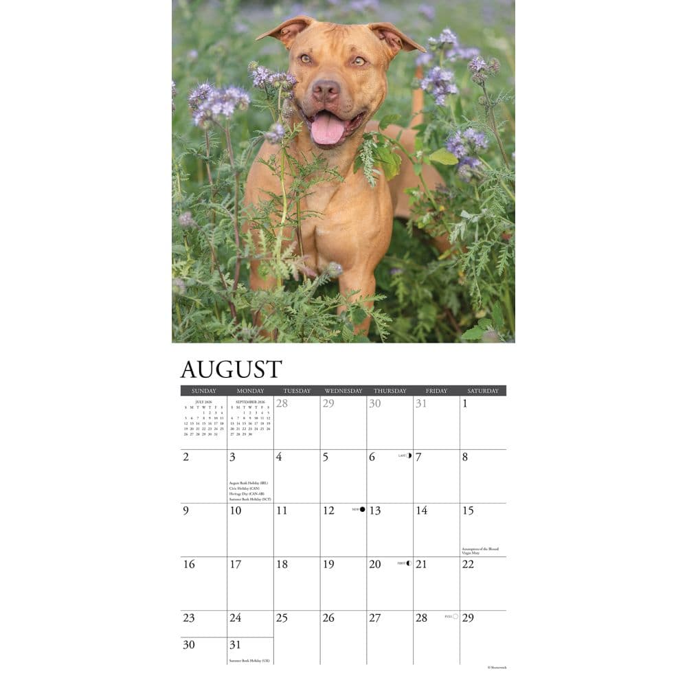 Just American Pit Bulls 2026 Wall Calendar Second Alternate Image