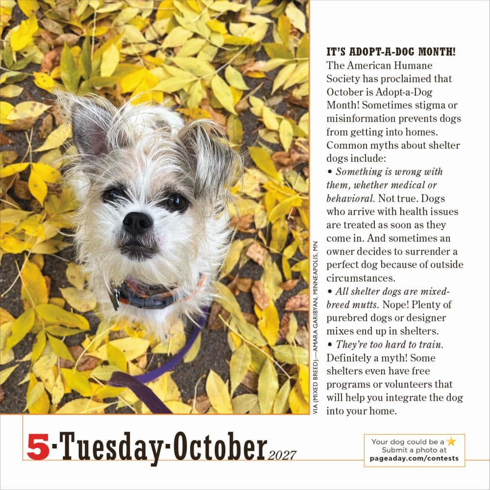 365 Dogs 2027 Page-A-Day Desk Calendar Fourth Alternate Image