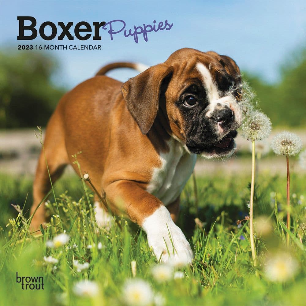 boxer-puppies-2023-mini-wall-calendar-7x7-calendars