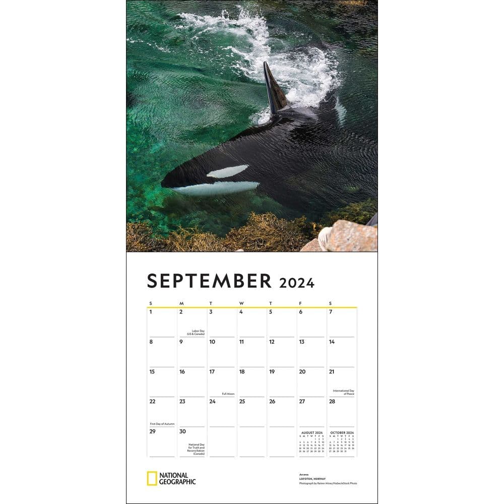 National Geographic Whales 2025 Wall Calendar