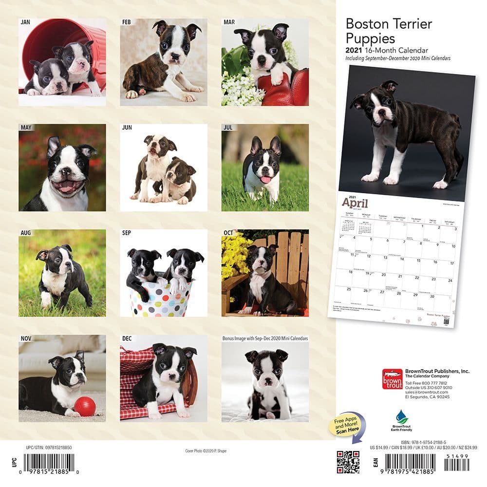 Boston Terrier Puppies Wall Calendar