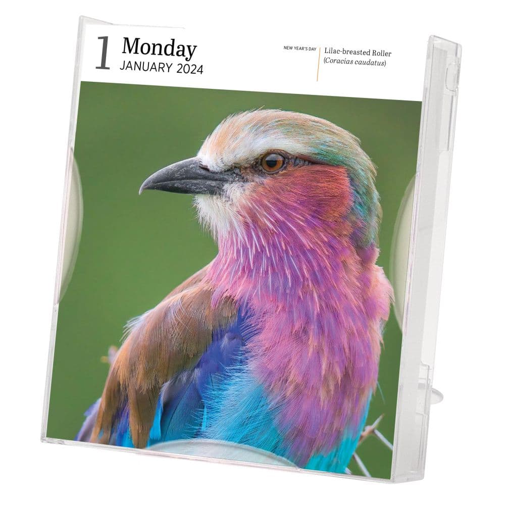 Audubon Birds Gallery 2024 Desk Calendar Alternate Image 1