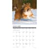 image Just Shelties 2025 Wall Calendar Second Alternate Image width=&quot;1000&quot; height=&quot;1000&quot;