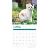 image Calico Cats 2025 Wall Calendar Second Alternate Image width=&quot;1000&quot; height=&quot;1000&quot;