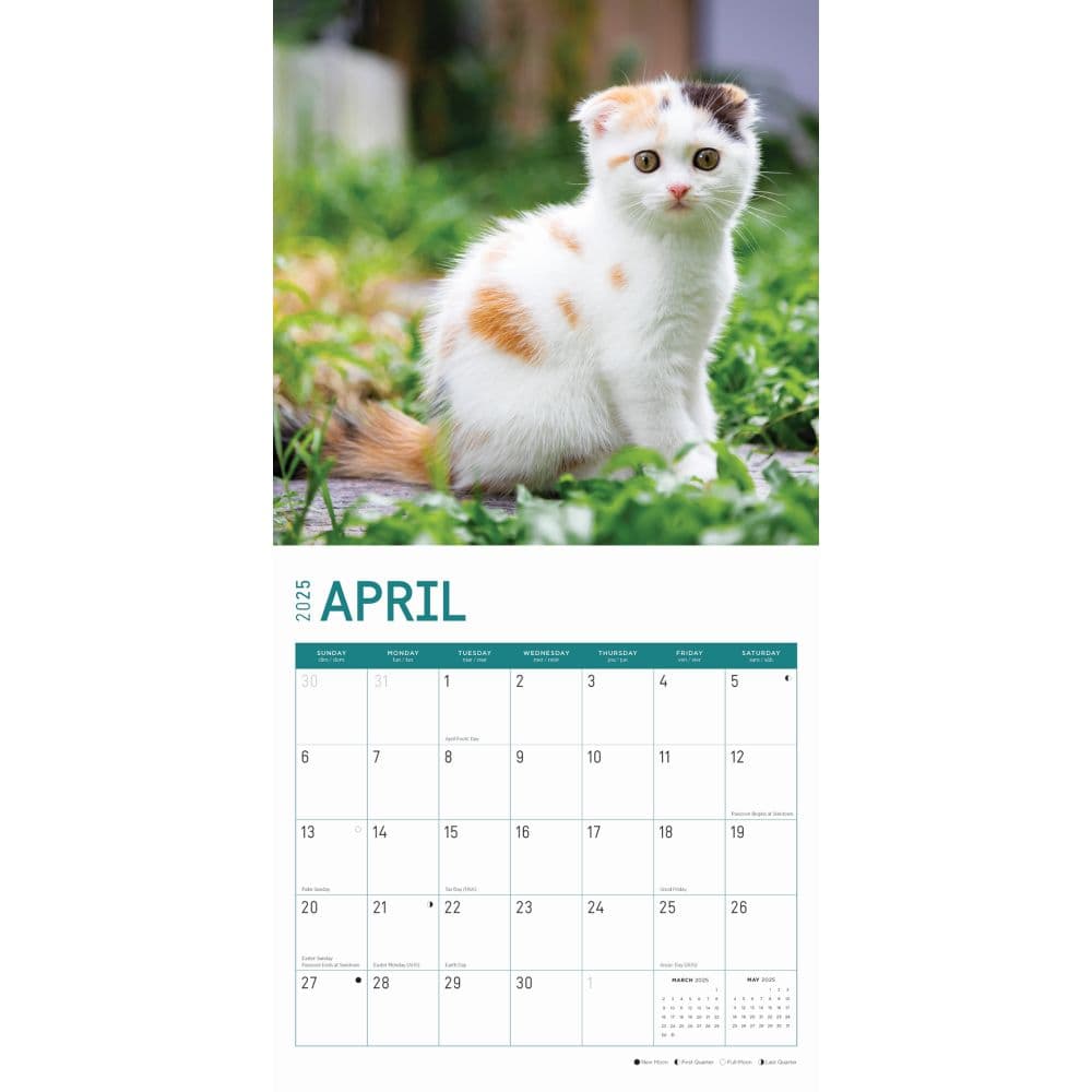 Calico Cats 2025 Wall Calendar Second Alternate Image width=&quot;1000&quot; height=&quot;1000&quot;