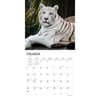 image White Tigers 2024 Wall Calendar Second Alternate Image width=&quot;1000&quot; height=&quot;1000&quot;