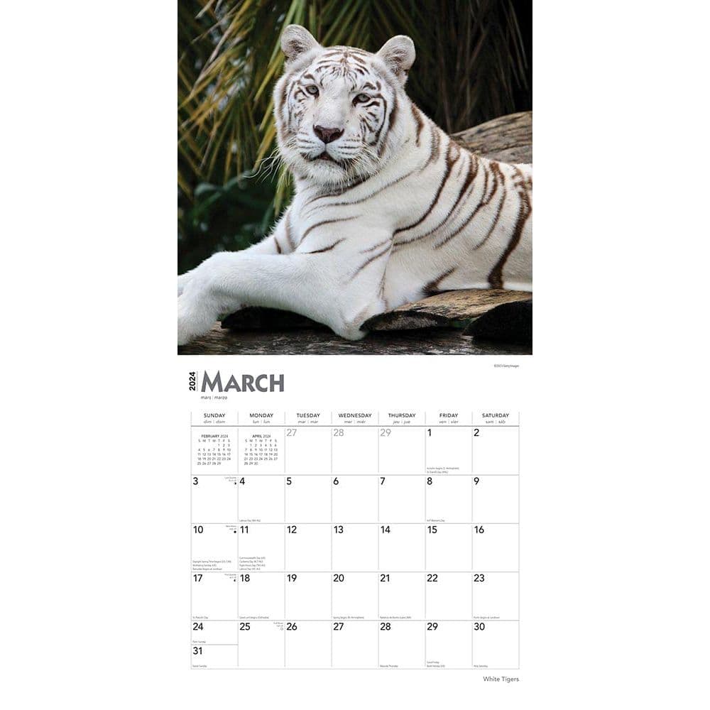 White Tigers 2024 Wall Calendar Second Alternate Image width=&quot;1000&quot; height=&quot;1000&quot;